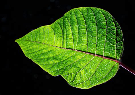 leaf stock photo